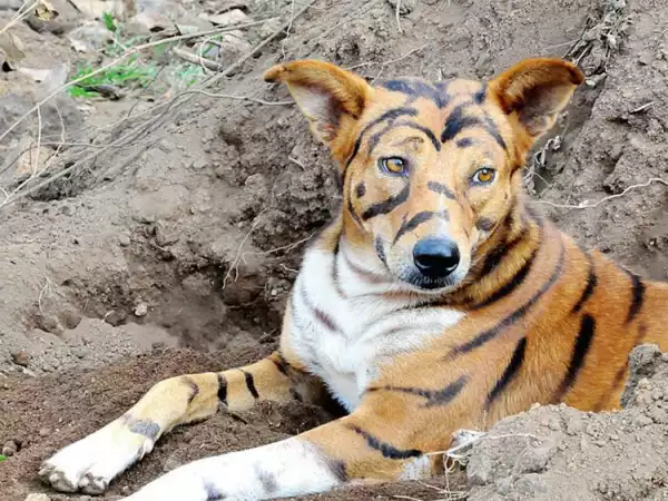 LOL! Farmer Paints Dog Like a Tiger to Scare Away Monkeys And It Worked